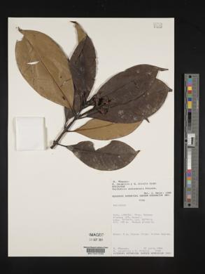 Psychotria cuatrecasasii image
