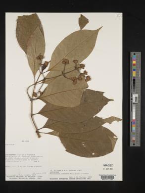 Palicourea caerulea image