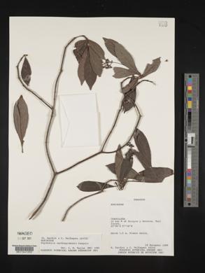Psychotria carthagenensis image