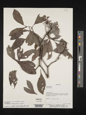 Psychotria carthagenensis image