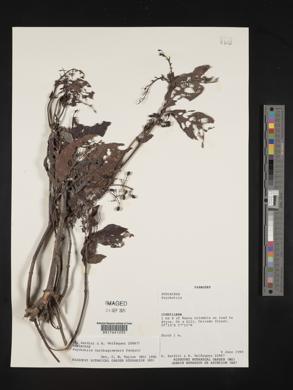 Psychotria carthagenensis image
