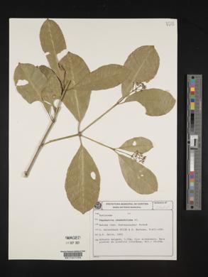 Margaritopsis chaenotricha image