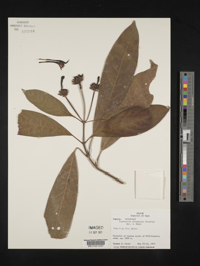 Psychotria chiapensis image