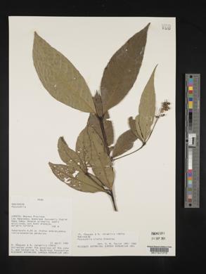 Palicourea longicuspis image