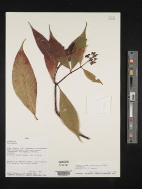 Psychotria compta image