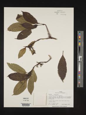 Psychotria cooperi image