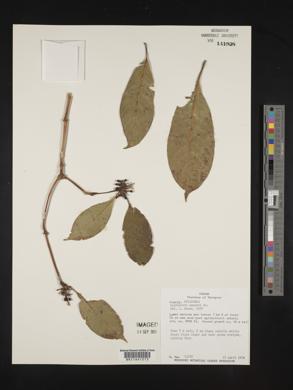 Psychotria cooperi image