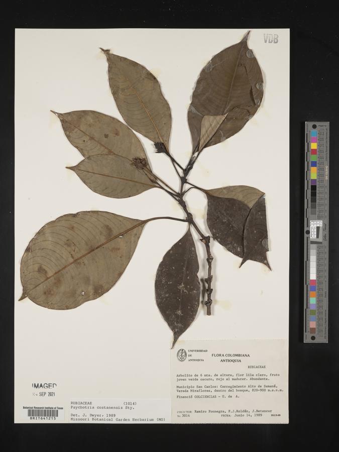 Psychotria cuatrecasasii image