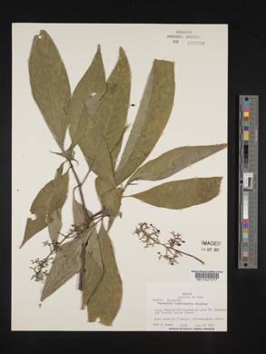Psychotria crebrinervia image