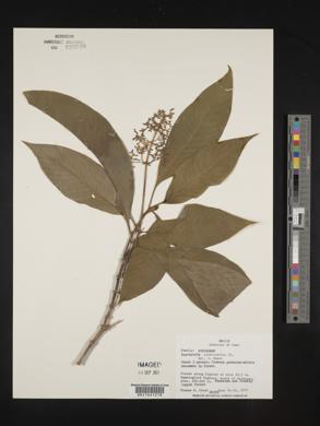 Psychotria crebrinervia image