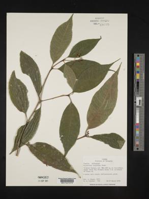 Psychotria cuspidata image