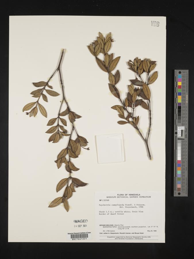 Palicourea campylopoda image