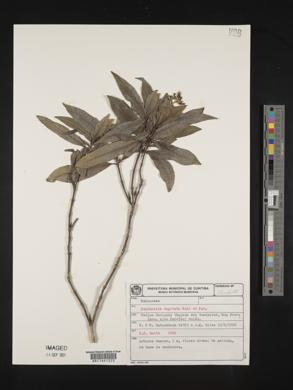 Psychotria capitata image