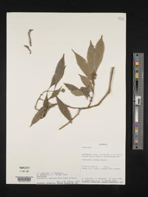 Psychotria capitata image