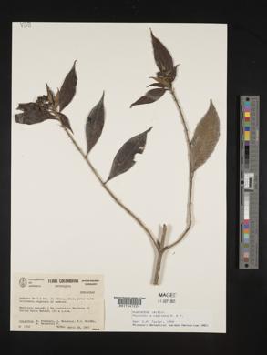 Psychotria capitata image
