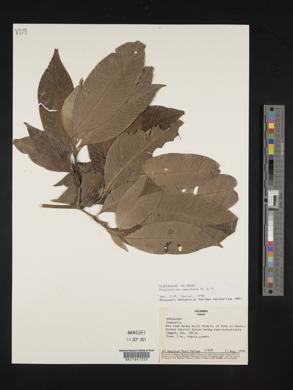 Psychotria capitata image