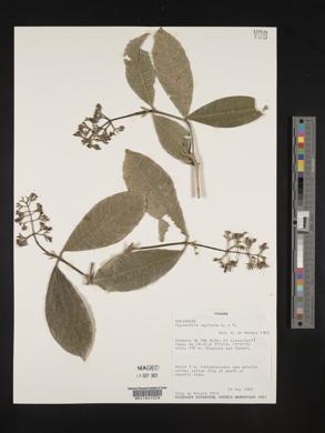 Psychotria capitata image