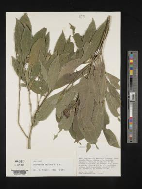 Psychotria capitata image