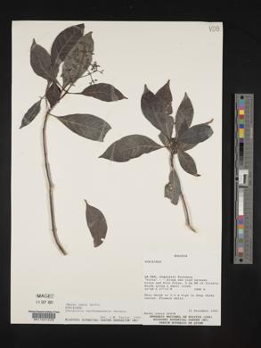 Psychotria carthagenensis image
