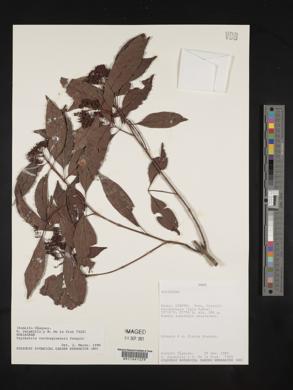 Psychotria carthagenensis image