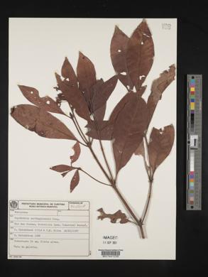 Psychotria carthagenensis image