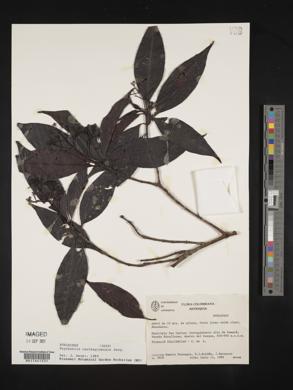 Psychotria carthagenensis image