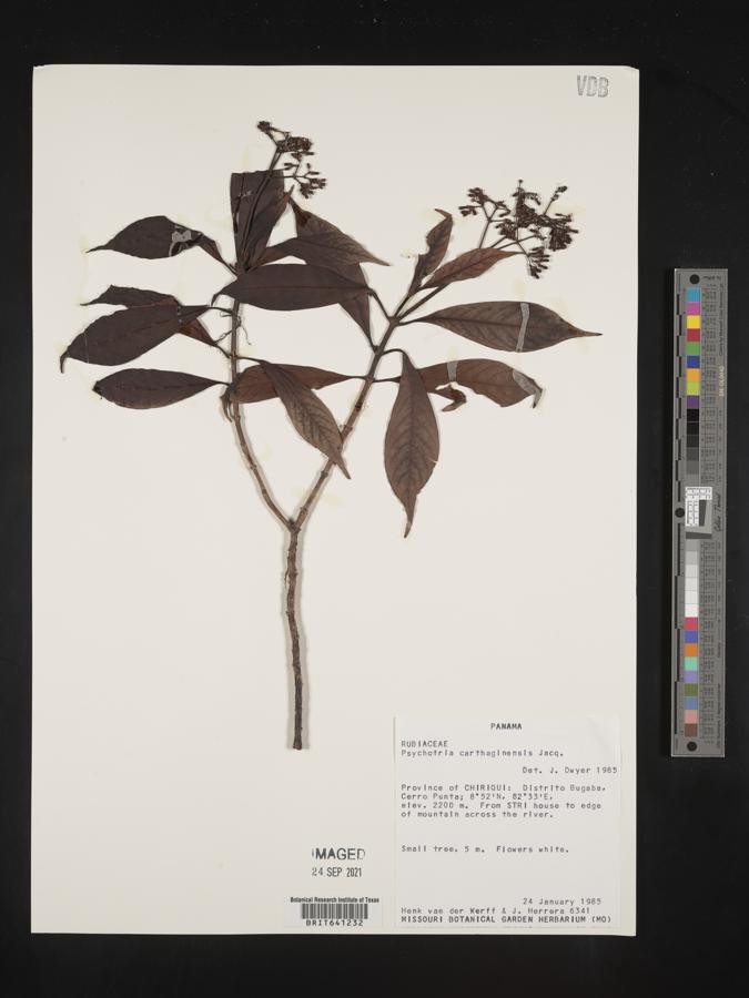 Psychotria carthagenensis image