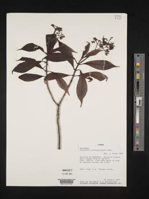 Psychotria carthagenensis image