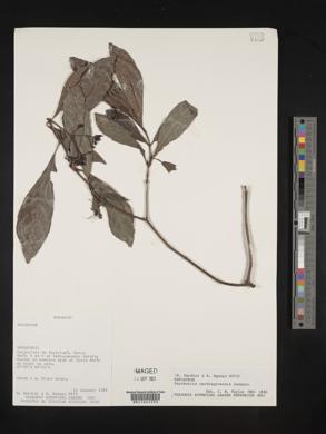 Psychotria carthagenensis image