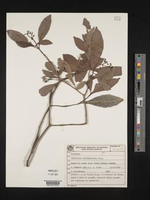 Psychotria carthagenensis image