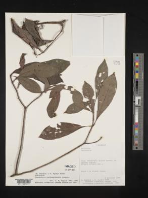 Psychotria carthagenensis image