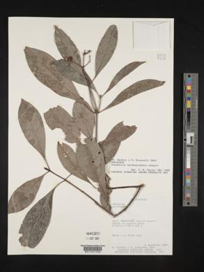 Psychotria carthagenensis image