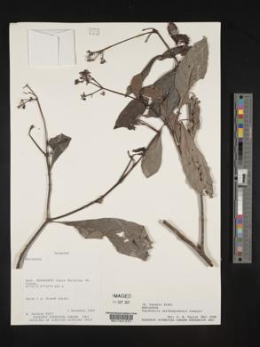 Psychotria carthagenensis image