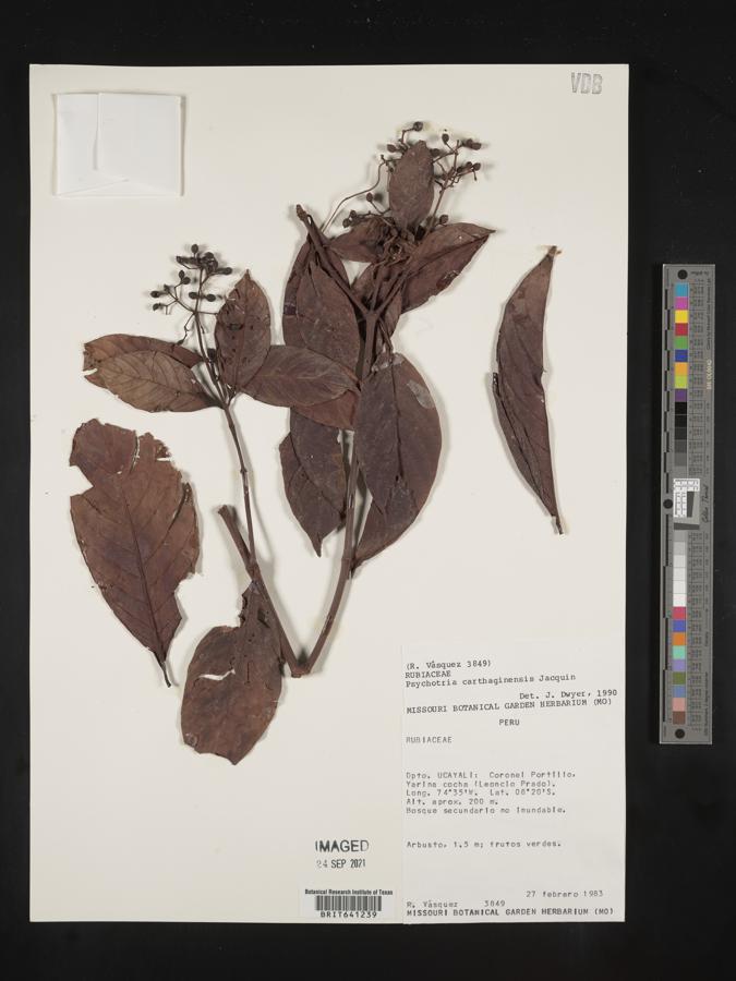 Psychotria carthagenensis image