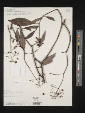 Psychotria carthagenensis image