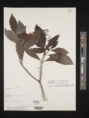 Psychotria carthagenensis image