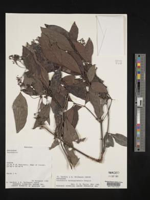 Psychotria carthagenensis image