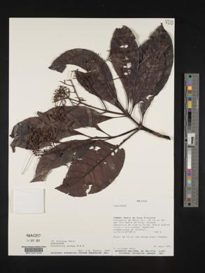 Psychotria anceps image