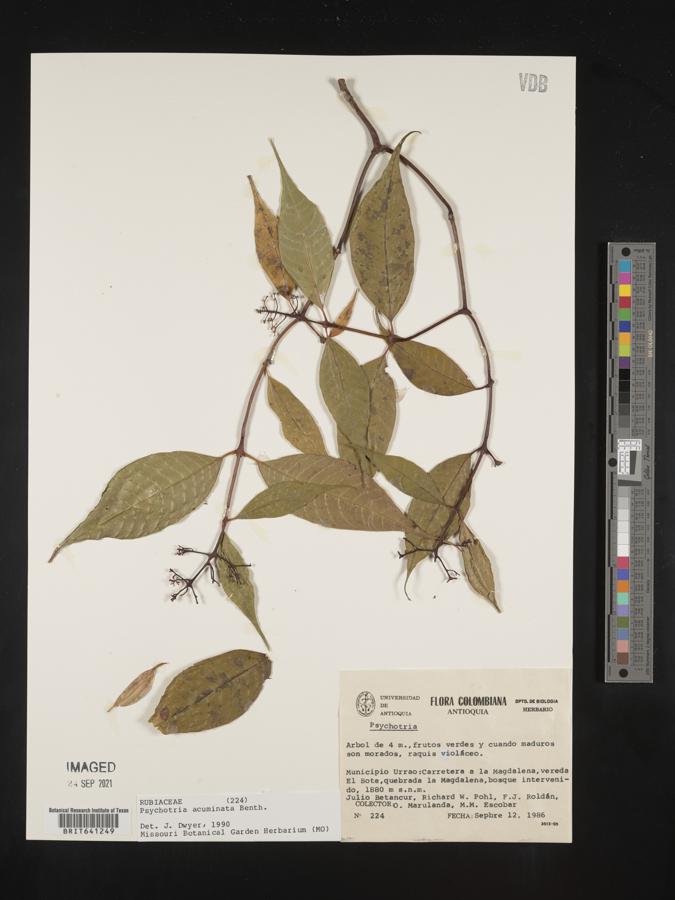 Psychotria acuminata image