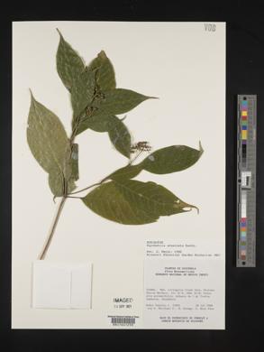 Psychotria acuminata image