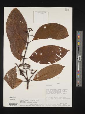 Psychotria acuminata image