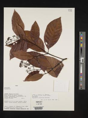 Psychotria acuminata image
