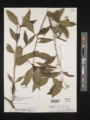 Psychotria aemulans image