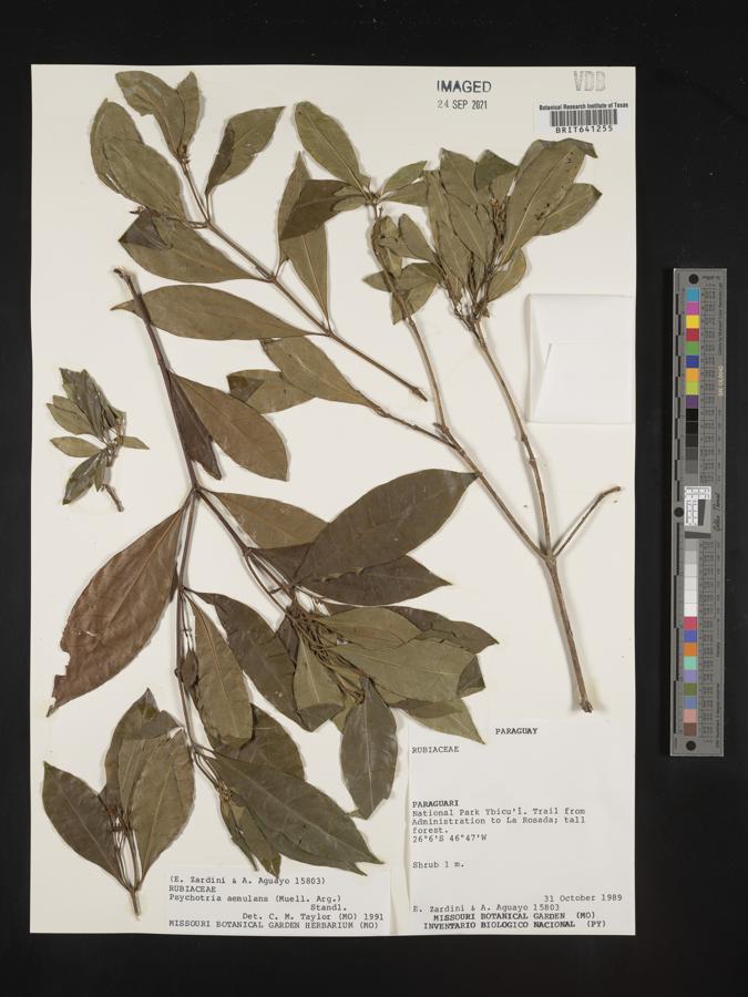 Psychotria aemulans image