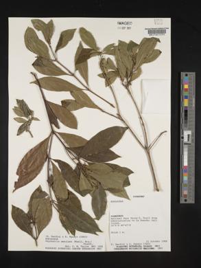 Psychotria aemulans image