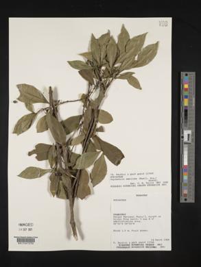 Image of Psychotria aemulans
