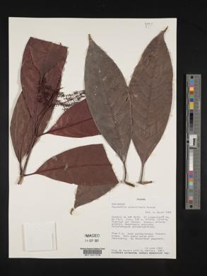 Psychotria remota image