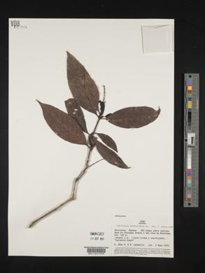 Psychotria remota image