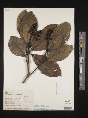 Palicourea allenii image