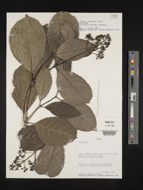 Palicourea allenii image